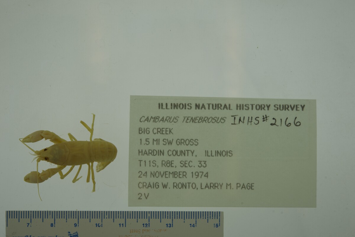 Cambarus (Erebicambarus) image